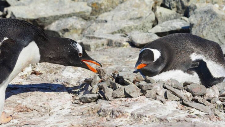 10 Animal Behaviors We Misunderstood and 8 That Prove Nature Knows Best