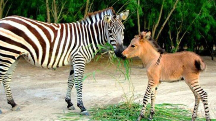 10 Animal Hybrids Scientists Tried to Deny—Until They Were Caught on Camera