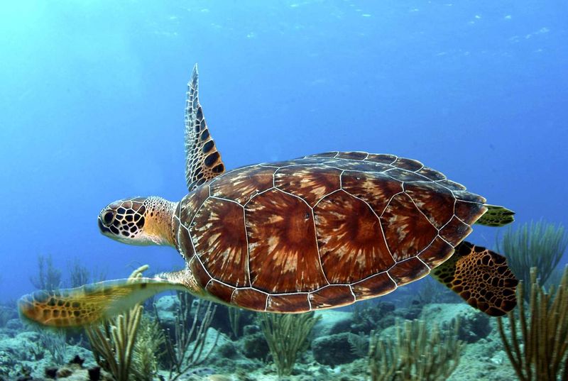 Green Sea Turtle