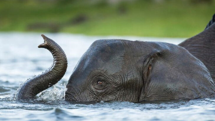 10 Animals That Love Summer More Than You Do