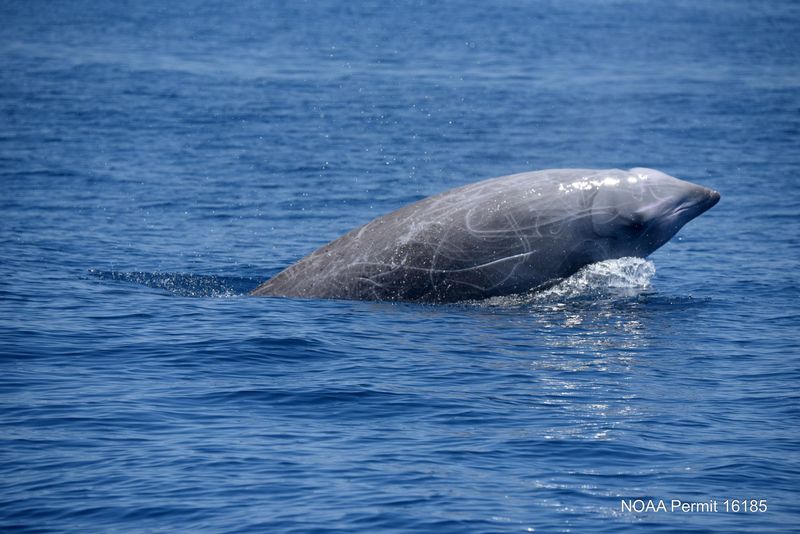 Cuvier's Beaked Whale