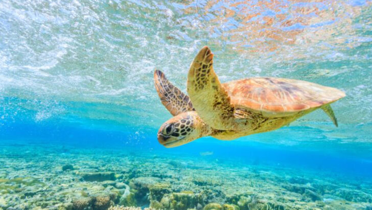 10 Animals With Record-Breaking Breath-Holding Abilities—And How They Pull It Off Underwater