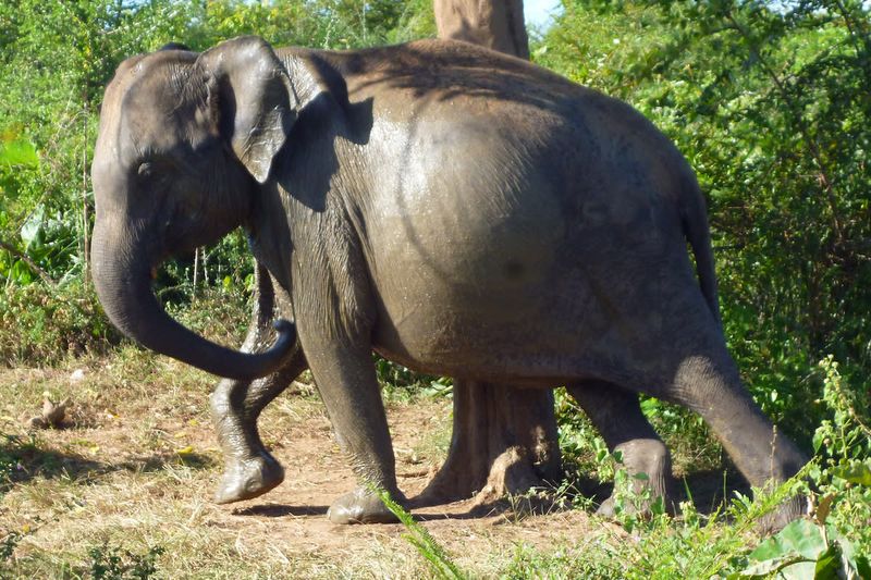 Elephant