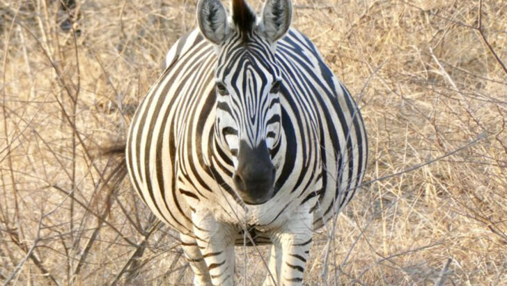 10 Animals With the Longest Pregnancies—and 10 With the Shortest