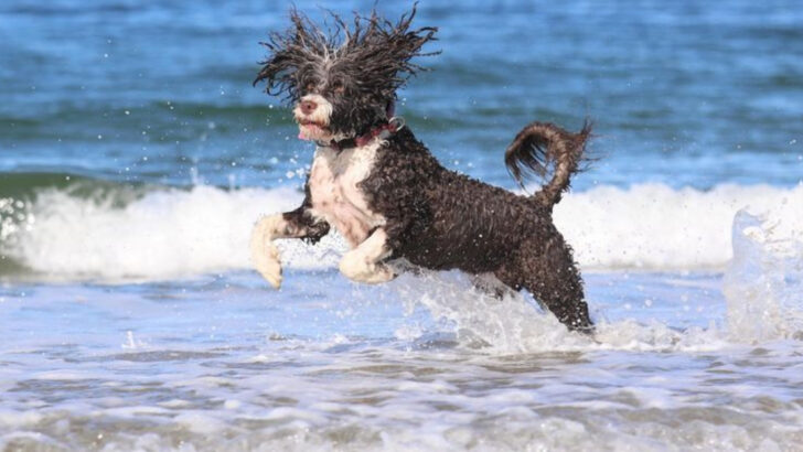 10 Beach-Safe Dog Breeds Families Adore and 5 More That Make Perfect Vacation Companions