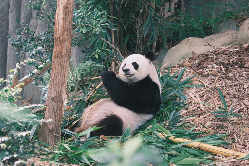 Panda Bear