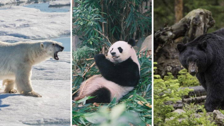 10 Bear Species Ranked From Least to Most Dangerous