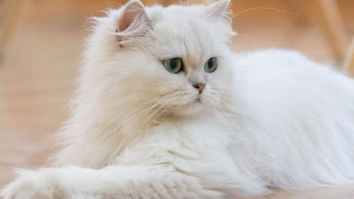10 Best-Behaved Cat Breeds If You’re Thinking of Getting One—And 7 That Can Be a Real Handful