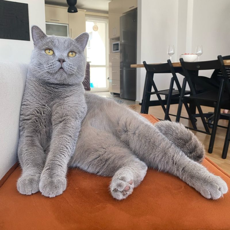 British Shorthair