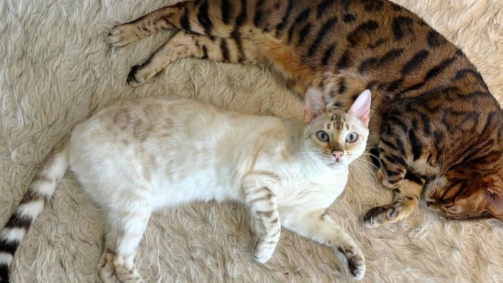 10 Cats That Thrive in Apartments and 7 That Are Quiet Roommates