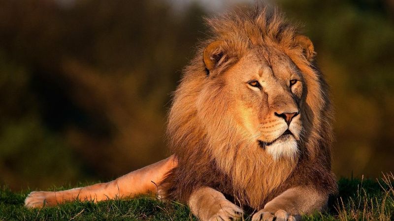 Lions Are the King of the Jungle