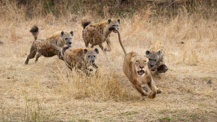 10 Common Lion Myths and 4 That Are Completely Nonsense