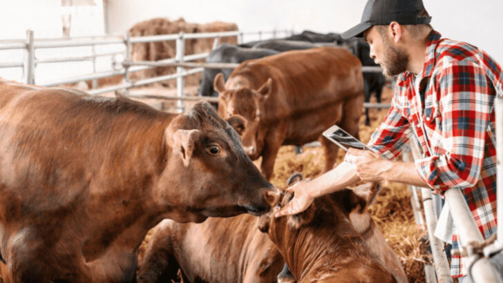 10 Common Mistakes Beginners Make With Farm Animals