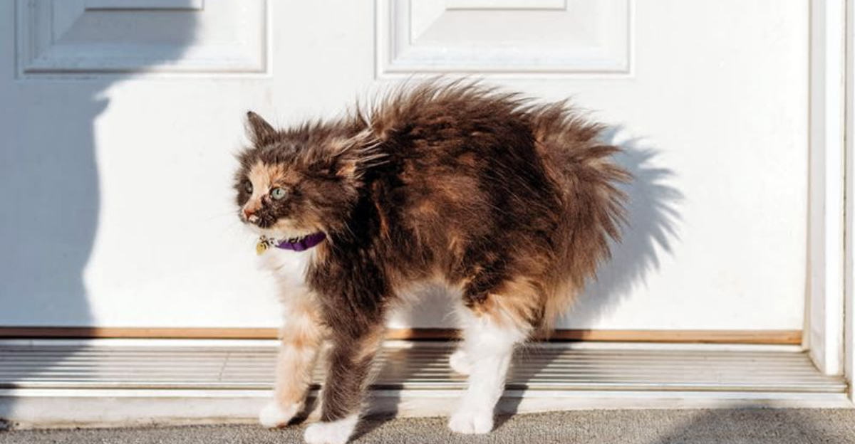 10 Common Sounds That Can Turn Your Cat Aggressive—and 5 That Actually ...