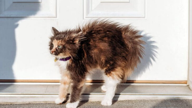 10 Common Sounds That Can Turn Your Cat Aggressive—and 5 That Actually Calm Them Down