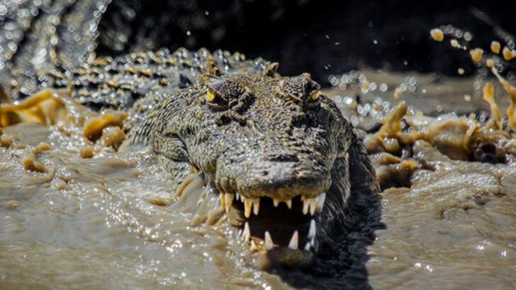 10 Creatures So Intimidating, Even Wolverines Keep Their Distance