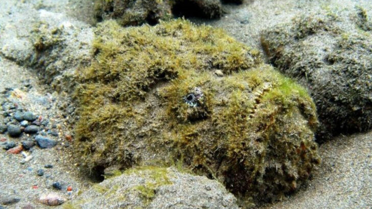 10 Creatures You Didn’t Know Could Kill You—And 3 That Look Like Cuddly Toys