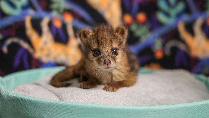 Baby Fanaloka