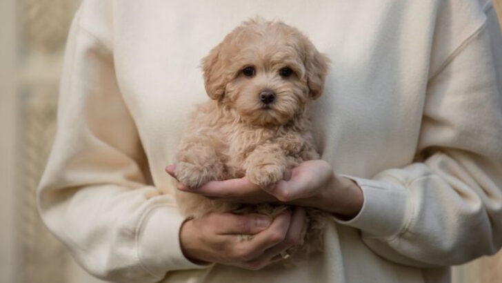 10 Cutest Crossbreed Dogs You’ll Ever See and 4 Purebreds That Are Just as Special