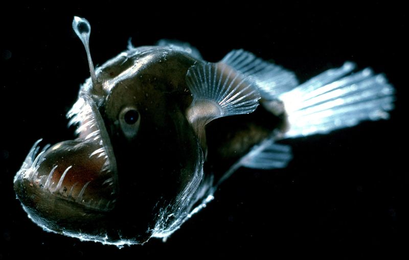 Anglerfish