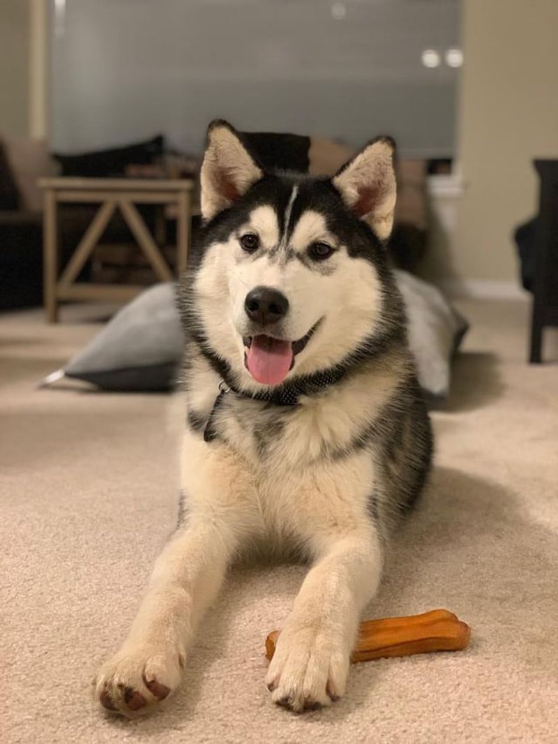 Siberian Husky