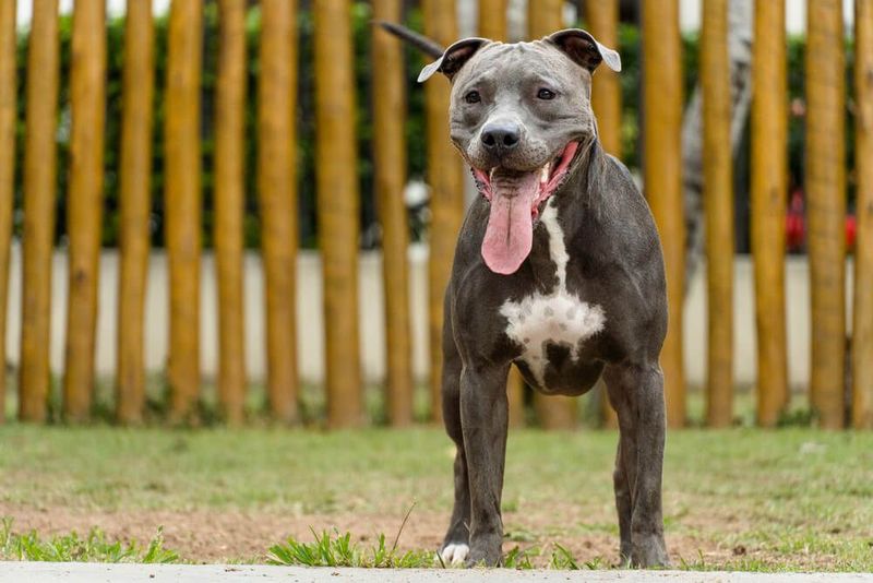 American Pit Bull Terrier