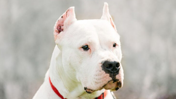 10 Dog Breeds That Require a Special License to Own