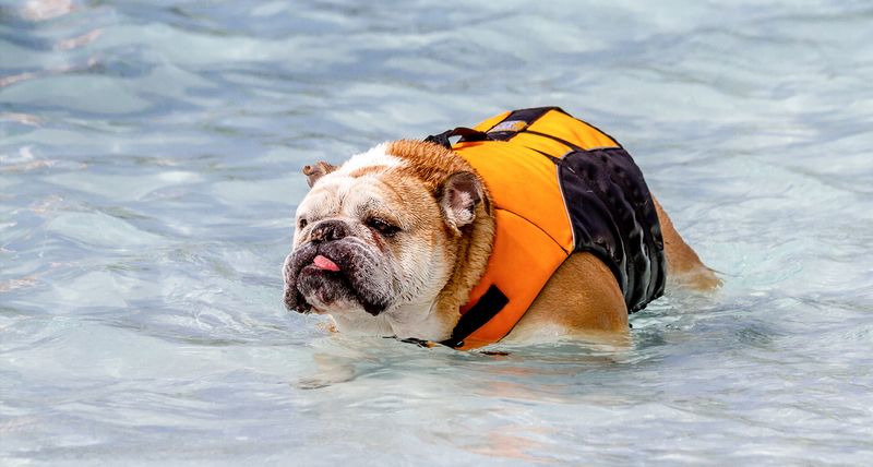 Bulldog