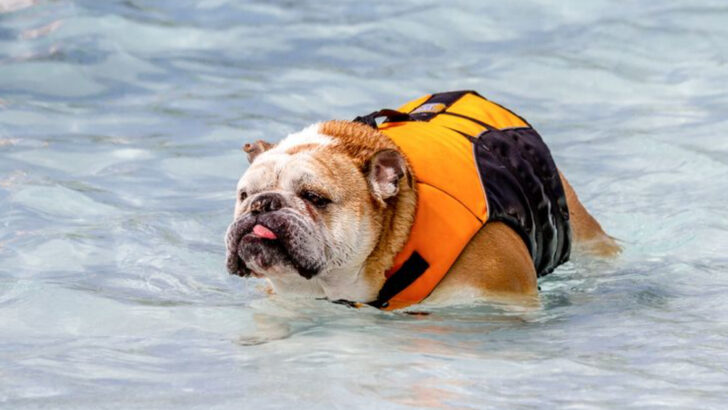 10 Dog Breeds That Struggle in Water and 9 That Excel
