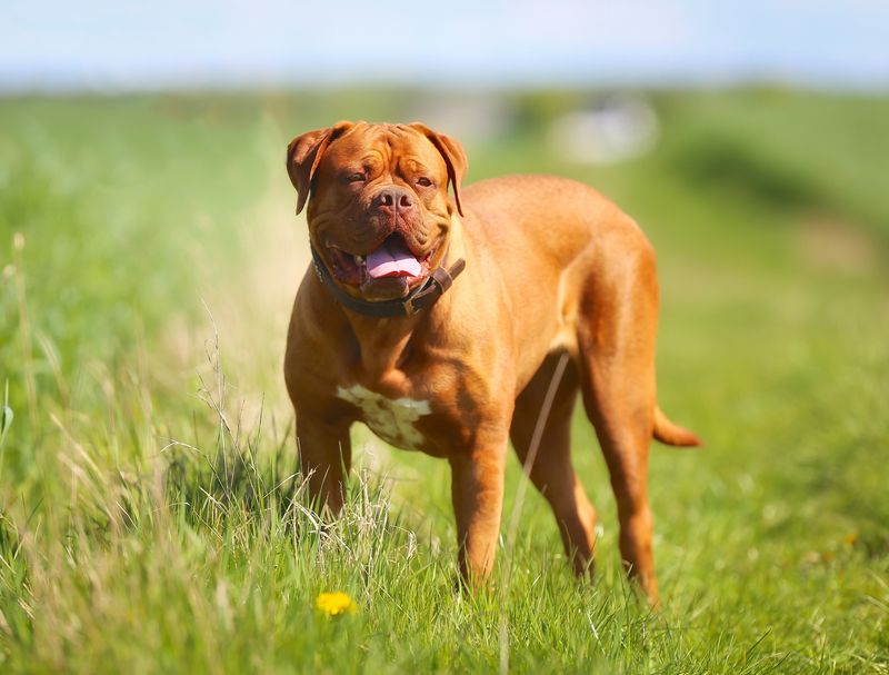 Dogue de Bordeaux (French Mastiff)