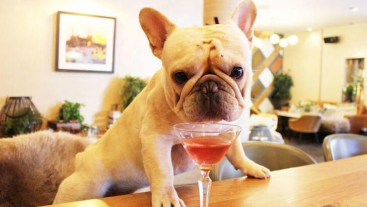 10 Dogs That Love Deeply and 7 More That Can’t Handle Being Alone