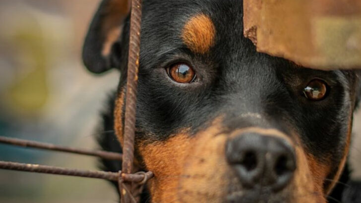 10 Dogs That Show Affection in Unexpected Ways and 6 That Speak With Their Eyes Alone