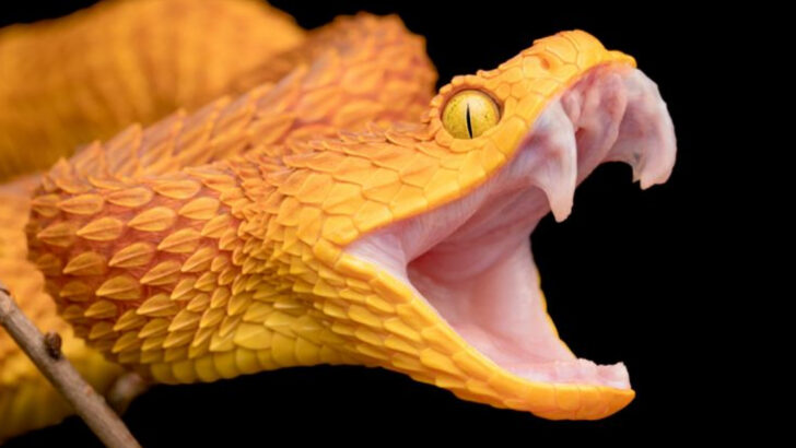 10 Easy Ways to Spot a Venomous Snake and 6 More That Are Often Mistaken