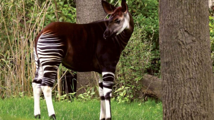 10 Elusive Mammals So Rare, Spotting One Feels Like Winning the Lottery
