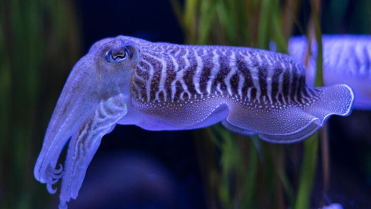 10 Fascinating Animals with Blue Blood—And The Science Behind It