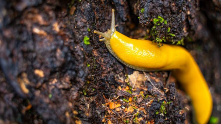 10 Fascinating Facts About Banana Slugs and Their Role in the Ecosystem