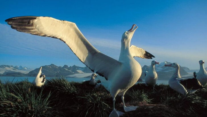 10 Flying Giants With Wingspans That Stretch Over 10 Feet