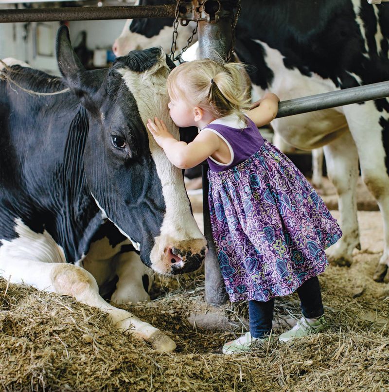 Daisy the Cow