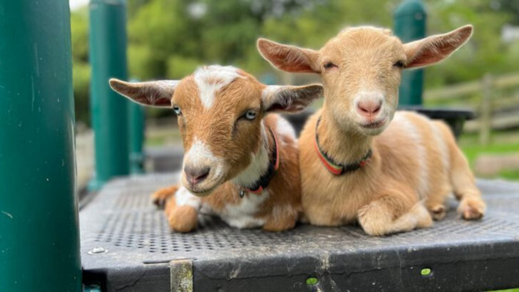 10 Friendly Farm Animals for Petting Zoos—and 3 That Can Be a Real Handful