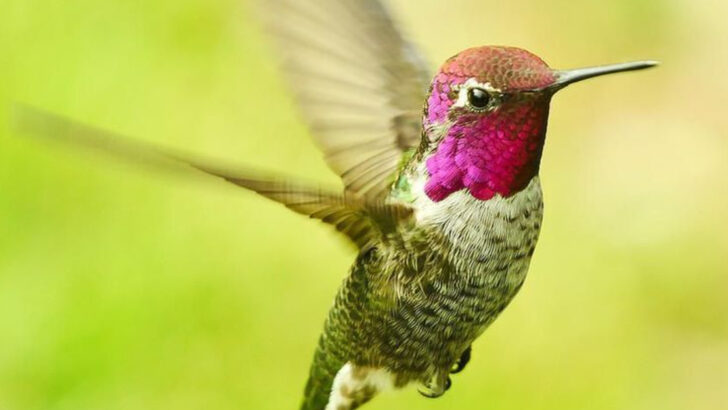 10 Gorgeous Hummingbirds You’ll Only See in the United States