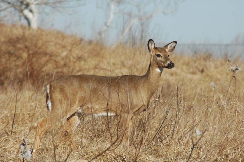 White-Tailed Deer Camouflage