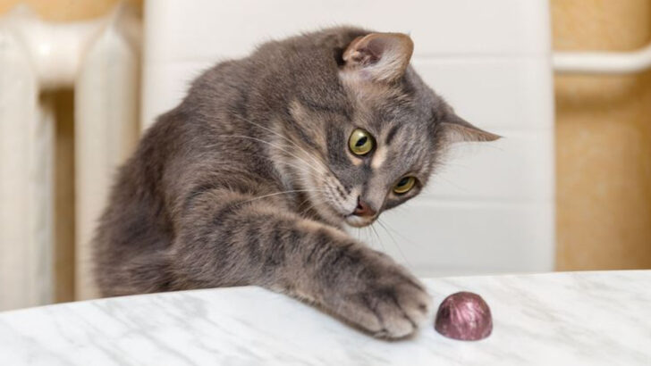 10 Hilarious and Honest Reasons Cats Knock Stuff Over