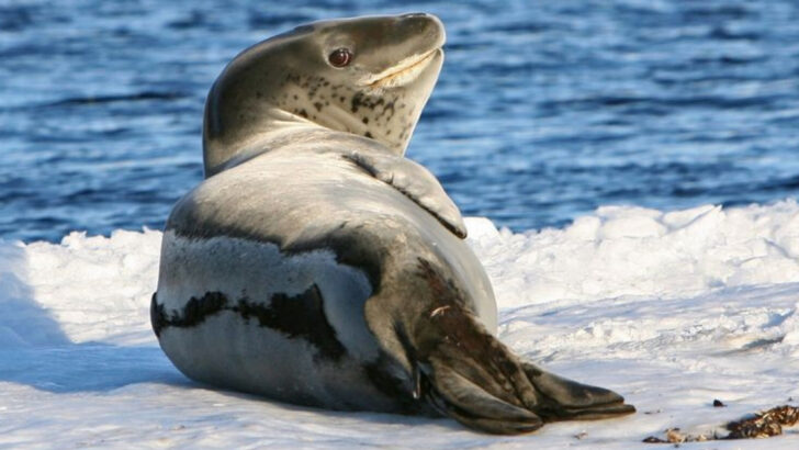 10 Innocent-Looking Animals That Can Kill—and 7 More That Are Even More Dangerous Than They Appear