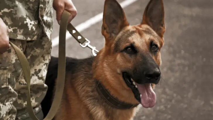 10 Most Chosen Dog Breeds for Government Service Roles