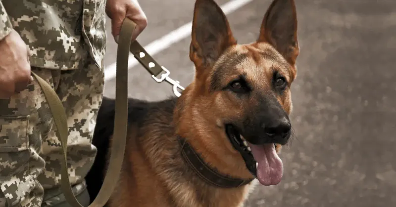 German Shepherd