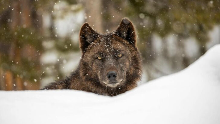 10 Places in America Where Wild Wolves Are Making a Fierce Comeback