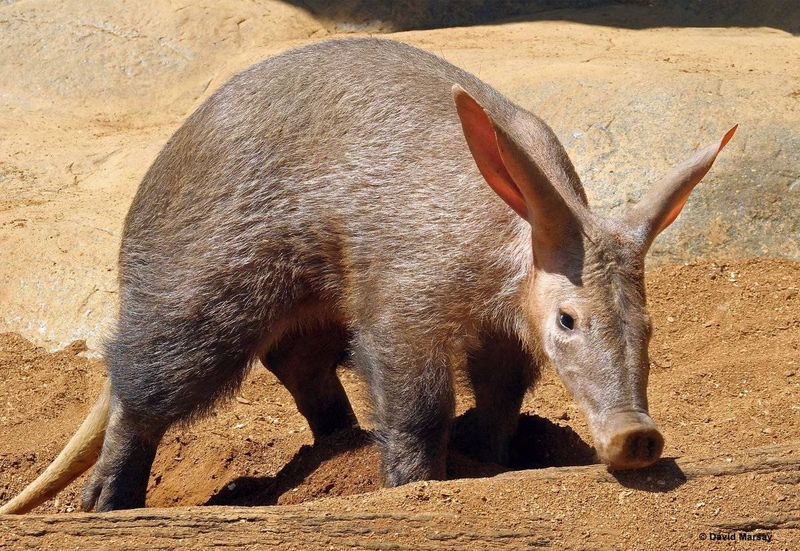 Aardvark's Distinctive Looks