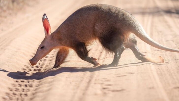 10 Reasons Aardvarks Might Be the Coolest Animals in Africa