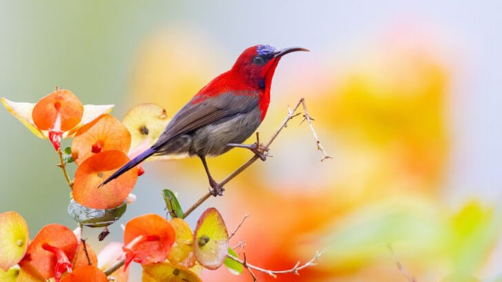 10 Red Birds That Brighten the Wild and 6 That Are Easy to Confuse