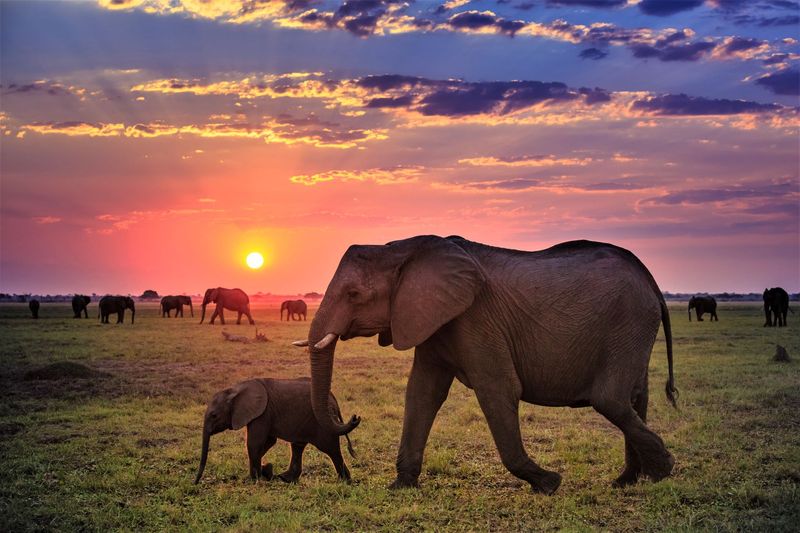 African Elephant